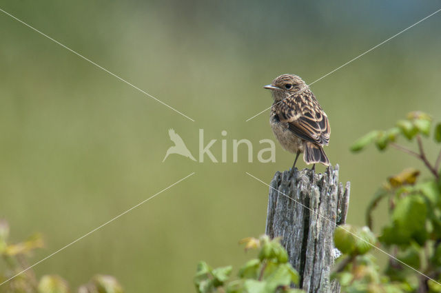 European Stonechat (Saxicola rubicola)