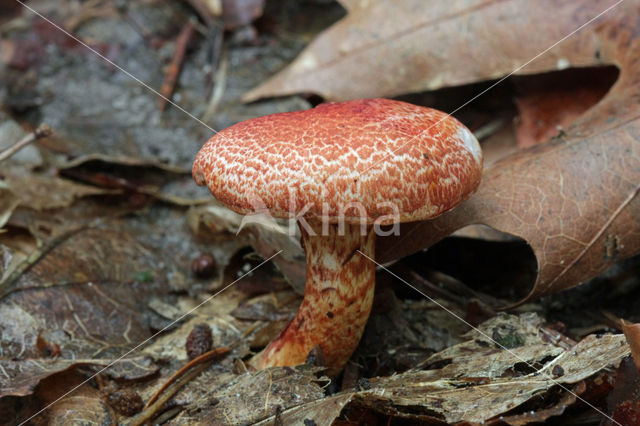 Roodschubbige gordijnzwam (Cortinarius bolaris)