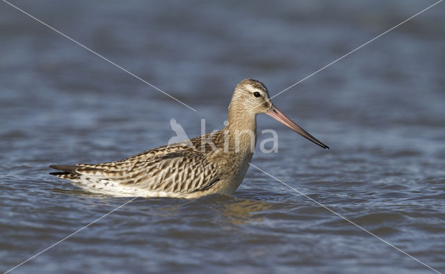 Bar-tailed Godwit (Limosa lapponica)