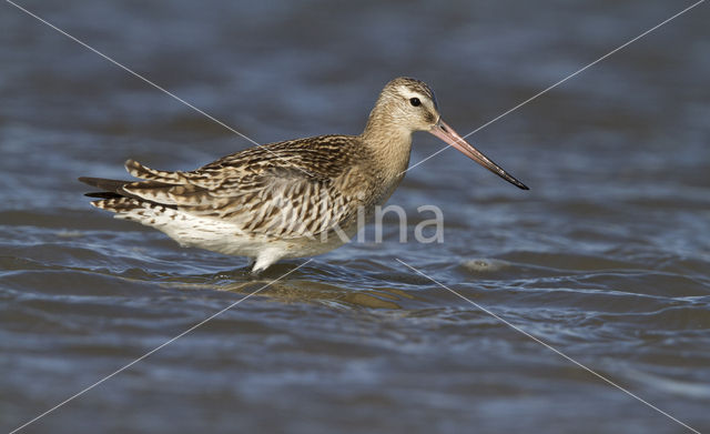 Bar-tailed Godwit (Limosa lapponica)