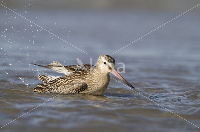 Rosse Grutto (Limosa lapponica)