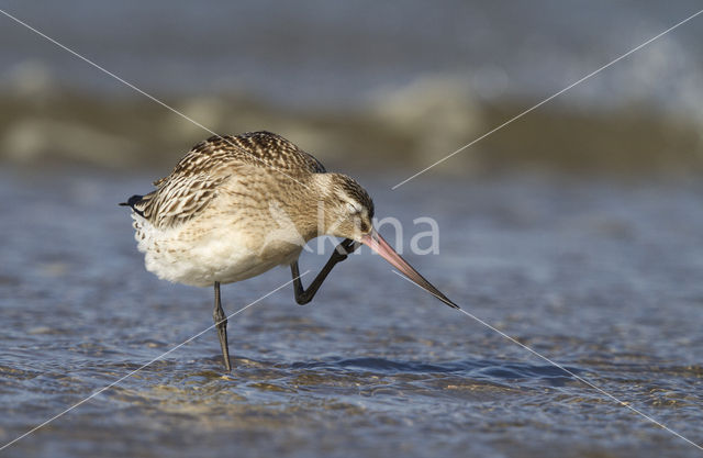 Bar-tailed Godwit (Limosa lapponica)