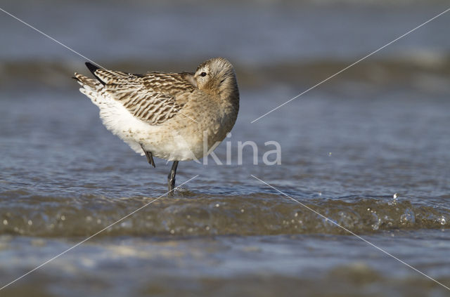 Bar-tailed Godwit (Limosa lapponica)