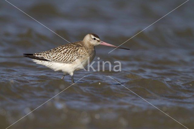 Bar-tailed Godwit (Limosa lapponica)