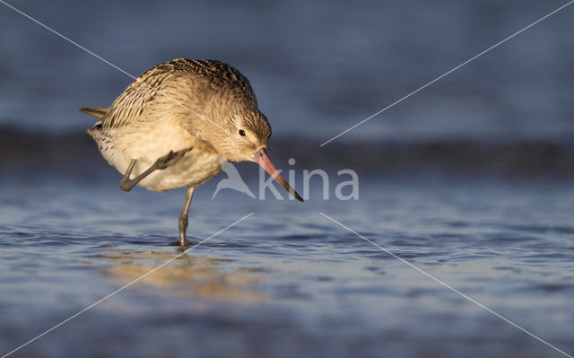 Bar-tailed Godwit (Limosa lapponica)