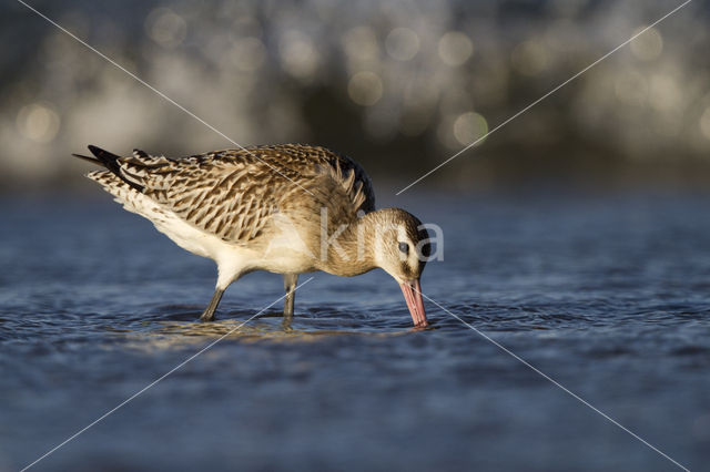 Bar-tailed Godwit (Limosa lapponica)