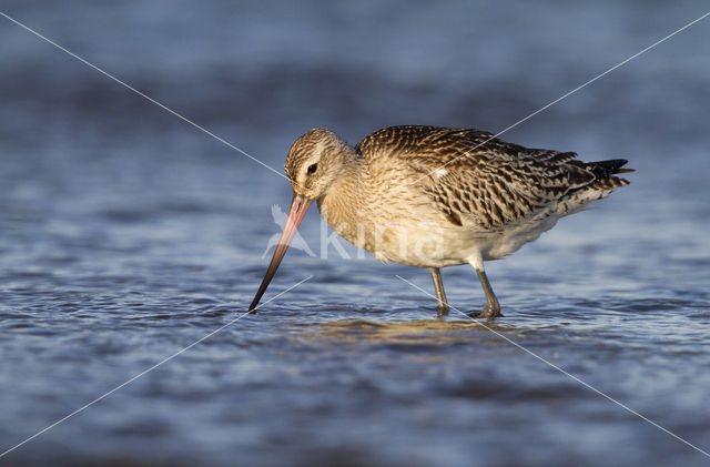 Bar-tailed Godwit (Limosa lapponica)