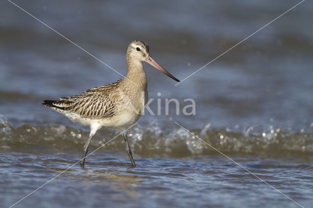 Bar-tailed Godwit (Limosa lapponica)