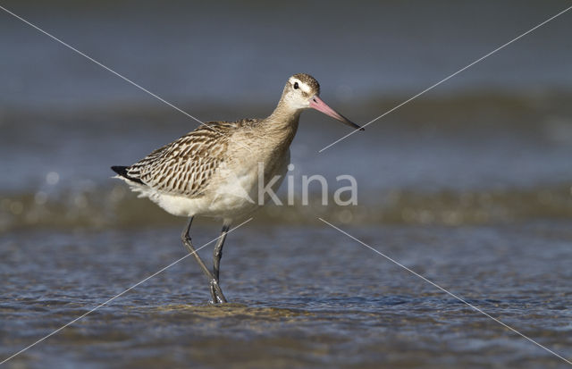 Bar-tailed Godwit (Limosa lapponica)