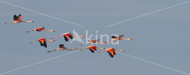 Greater Flamingo (Phoenicopterus ruber)