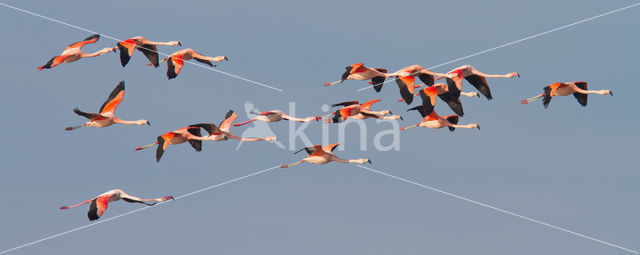 Greater Flamingo (Phoenicopterus ruber)