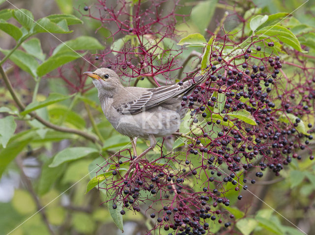 Rosy Starling (Sturnus roseus)