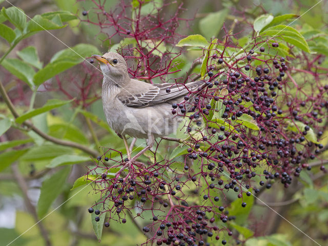 Rosy Starling (Sturnus roseus)