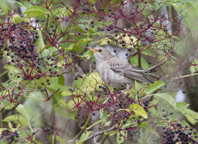 Roze Spreeuw (Sturnus roseus)