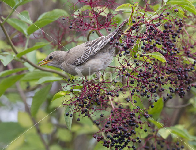 Roze Spreeuw (Sturnus roseus)