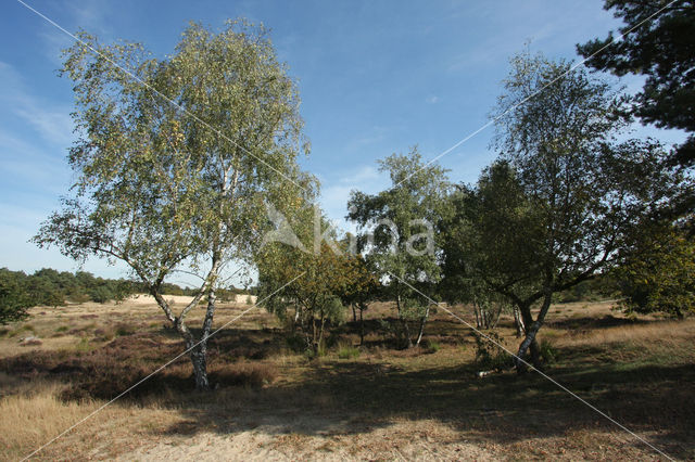 Ruwe berk (Betula pendula)