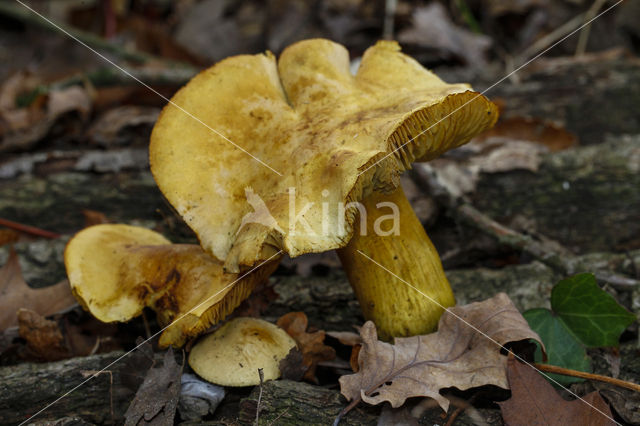 Schaapje (Lactarius vellereus)