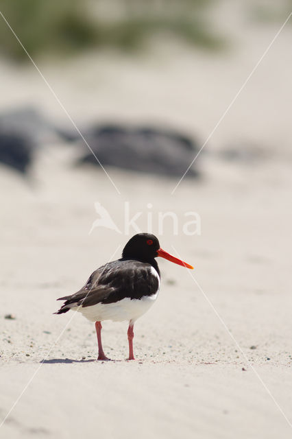 Oystercatcher (Haematopus ostralegus)