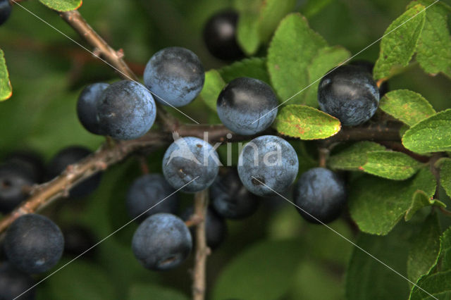 Sleedoorn (Prunus spinosa)