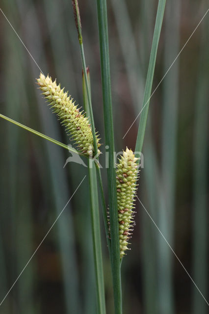 Snavelzegge (Carex rostrata)