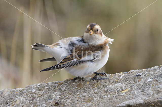 Sneeuwgors (Plectrophenax nivalis)