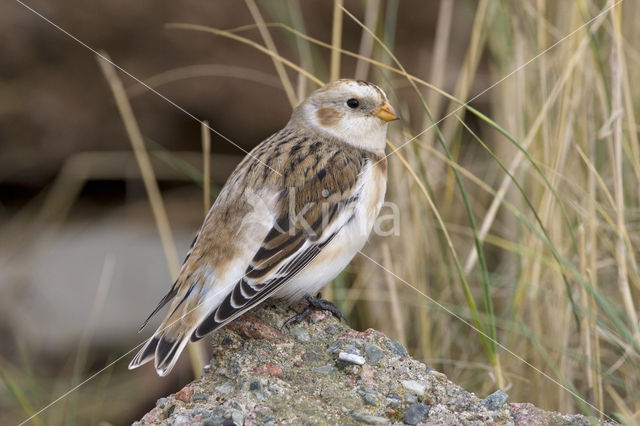Snow Bunting (Plectrophenax nivalis)