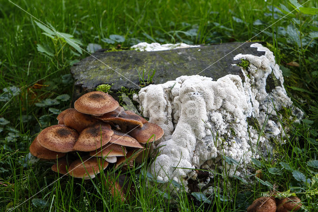 Sombere honingzwam (Armillaria ostoyae)