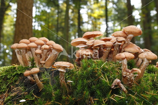 Sombere honingzwam (Armillaria ostoyae)