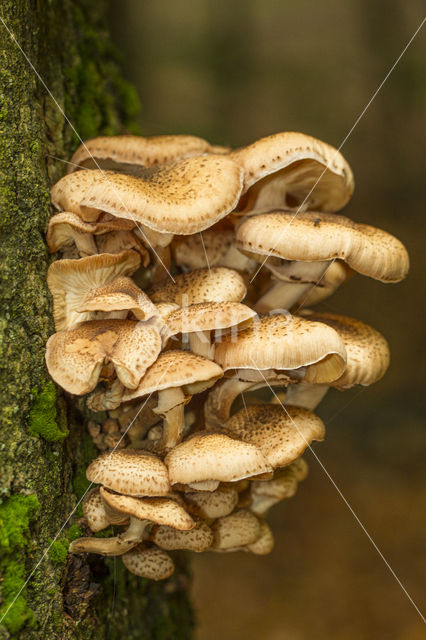 Sombere honingzwam (Armillaria ostoyae)