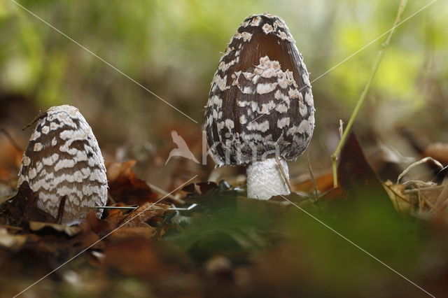 Spechtinktzwam (Coprinus picaceus)