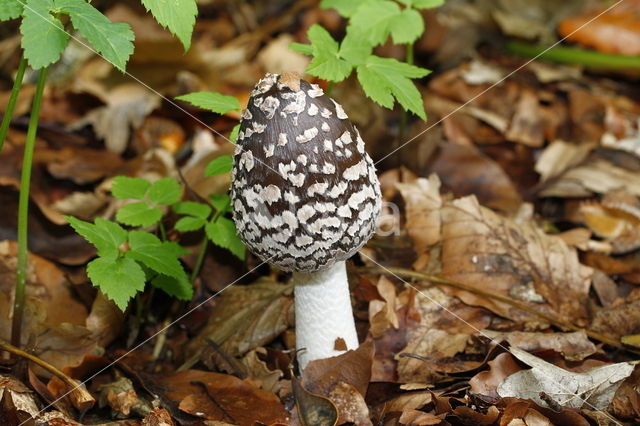 Spechtinktzwam (Coprinus picaceus)