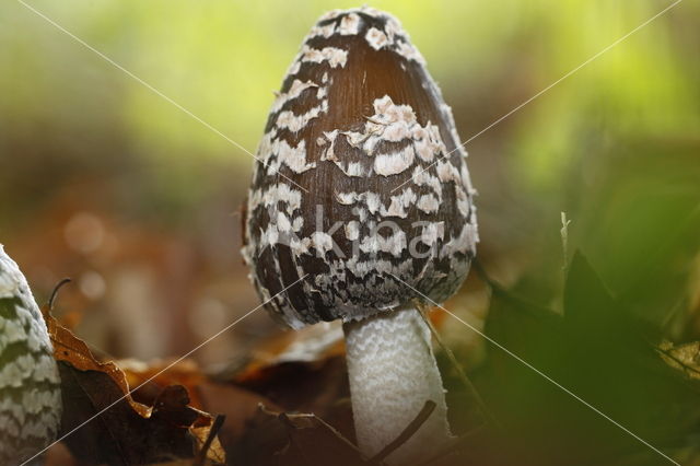 Spechtinktzwam (Coprinus picaceus)