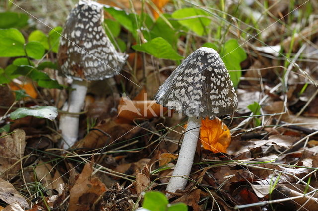 Spechtinktzwam (Coprinus picaceus)