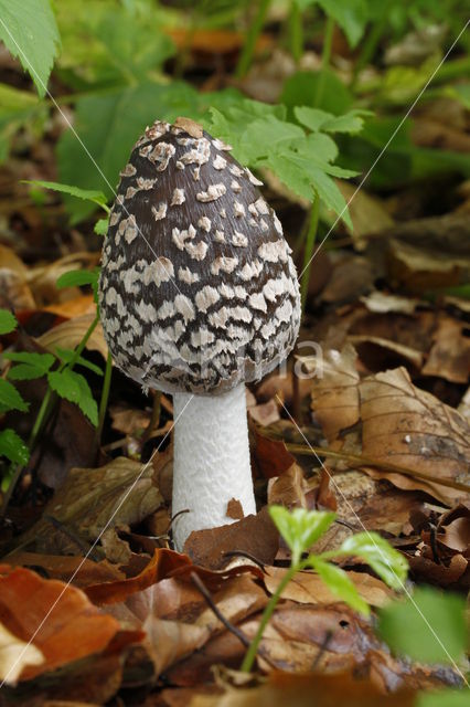 Spechtinktzwam (Coprinus picaceus)