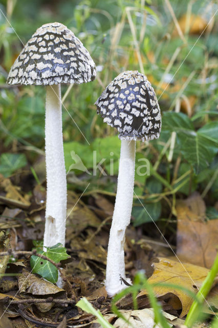 Spechtinktzwam (Coprinus picaceus)