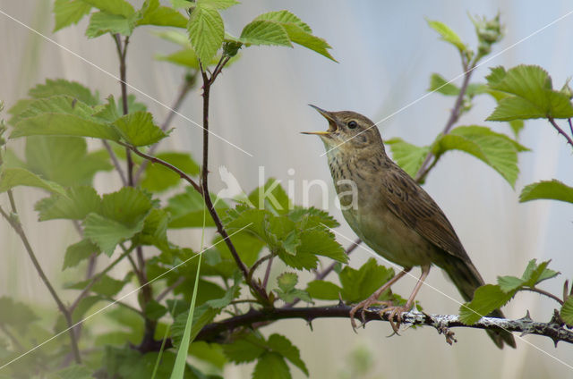 Grasshopper Warbler (Locustella naevia)