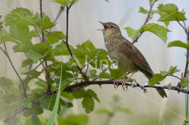 Grasshopper Warbler (Locustella naevia)