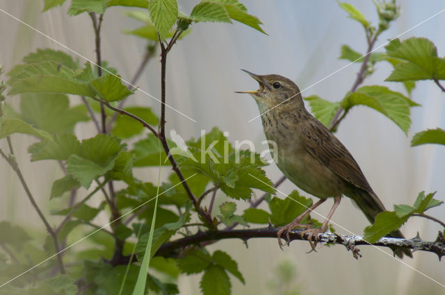 Sprinkhaanzanger (Locustella naevia)