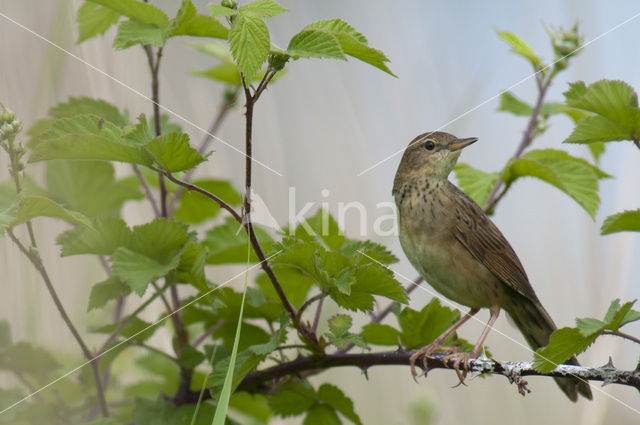 Grasshopper Warbler (Locustella naevia)