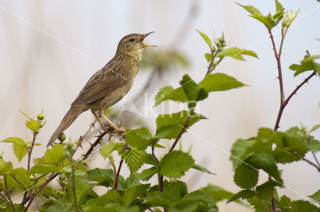 Grasshopper Warbler (Locustella naevia)