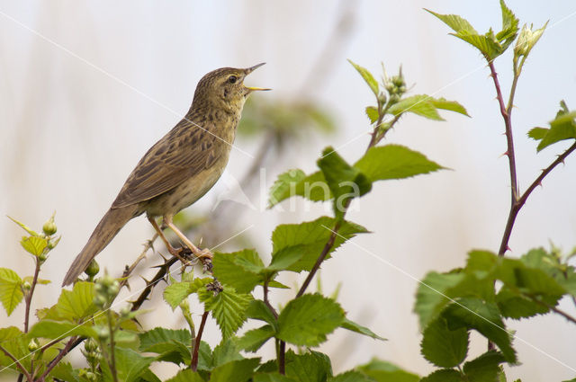 Grasshopper Warbler (Locustella naevia)