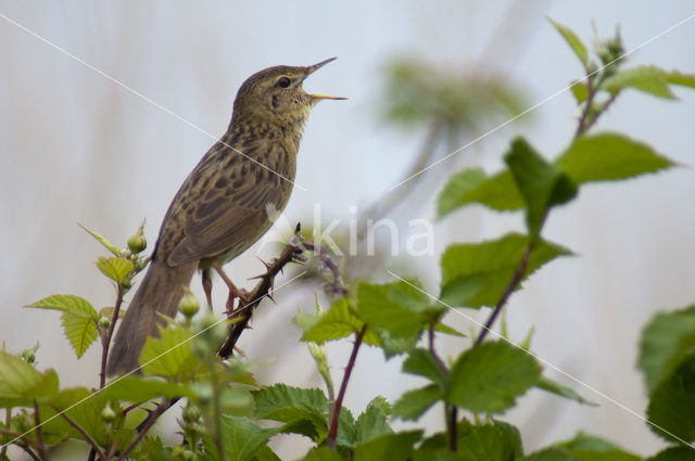 Sprinkhaanzanger (Locustella naevia)