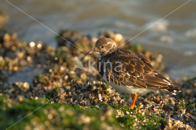 Ruddy Turnstone (Arenaria interpres)