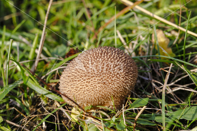 Spiny Puffball (Lycoperdon echinatum)