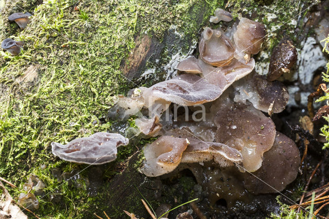 Jelly Tooth (Pseudohydnum gelatinosum)