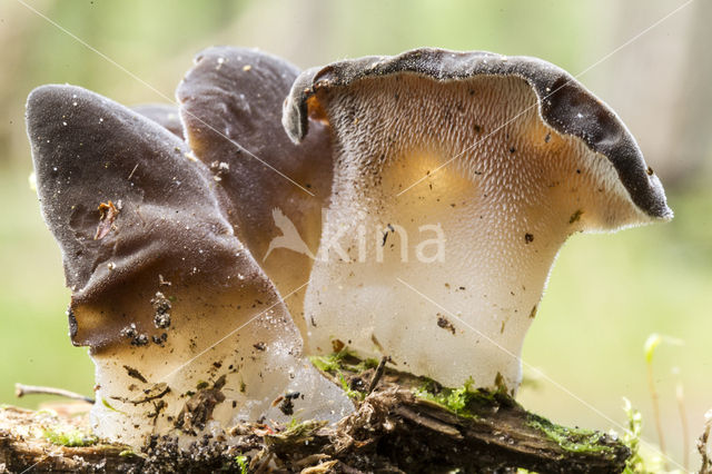 Jelly Tooth (Pseudohydnum gelatinosum)