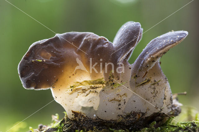 Jelly Tooth (Pseudohydnum gelatinosum)