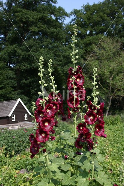 Stokroos (Alcea rosea)