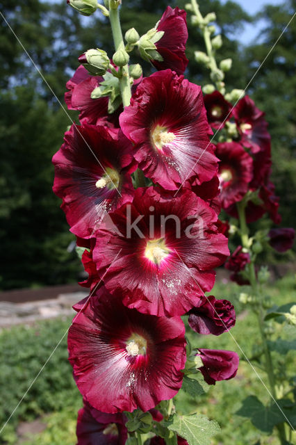 Stokroos (Alcea rosea)