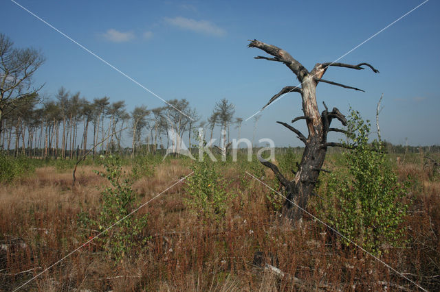 Strabrechtse Heide